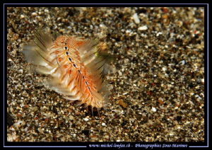 A Fire Worm on the sand of Lembeh Strait... :O)... by Michel Lonfat 